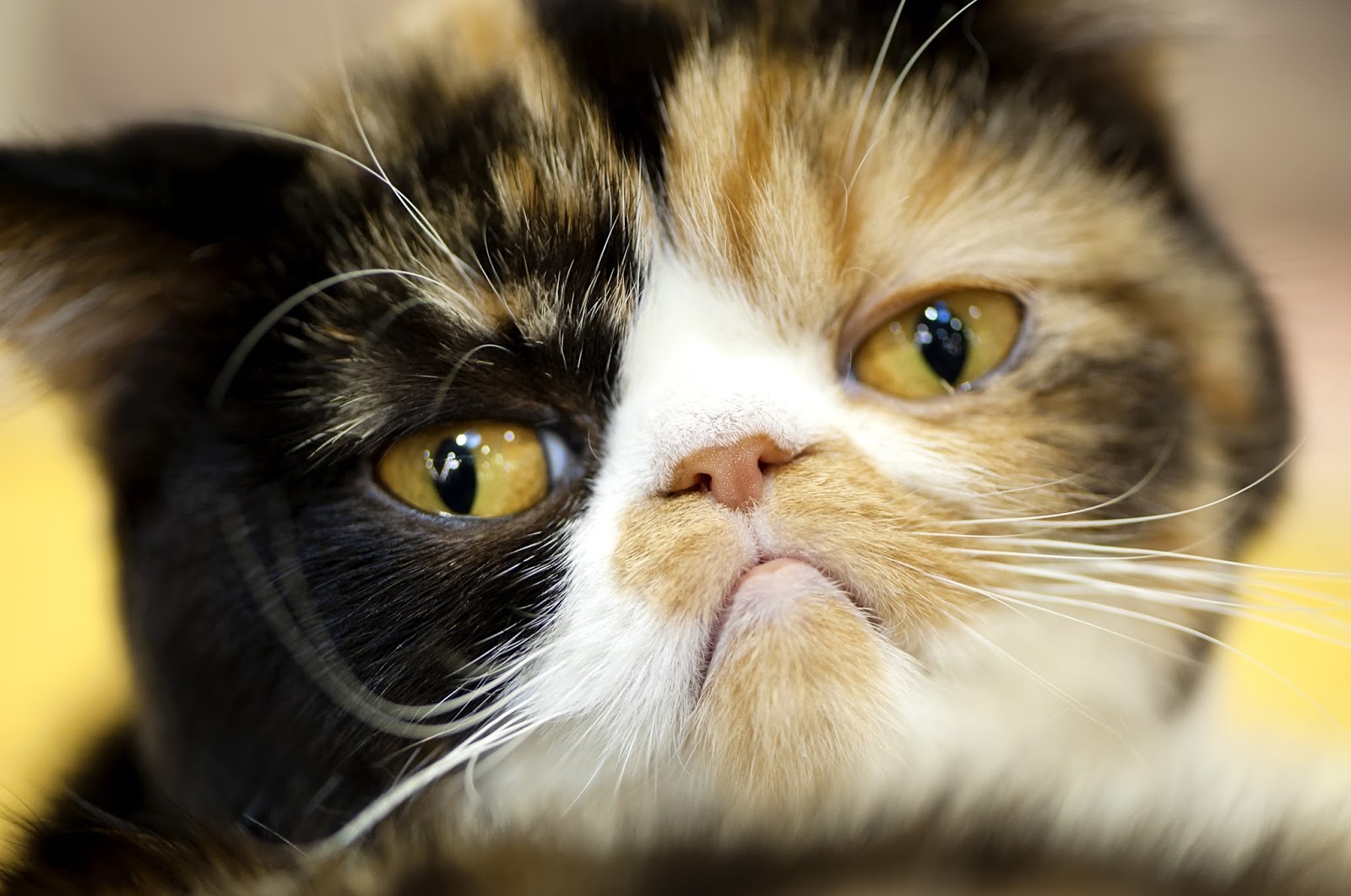 Tips for Training Cats: Encouraging Desirable Behaviors