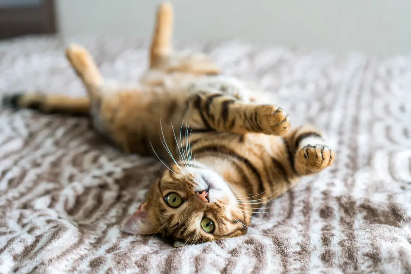 Animal Breeds Guide
